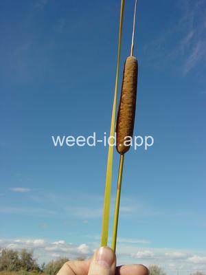 cattail, narrowleaf