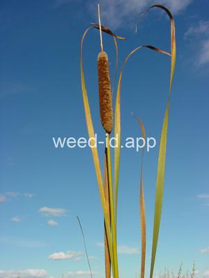 cattail, narrowleaf