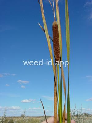 cattail, narrowleaf