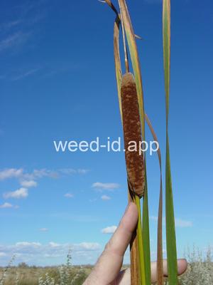 cattail, narrowleaf