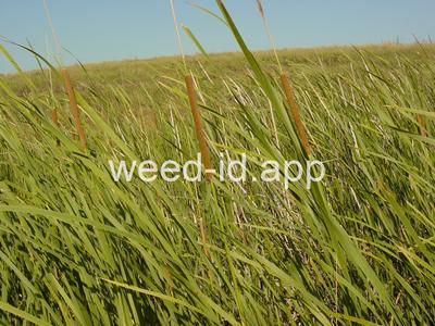 cattail, narrowleaf