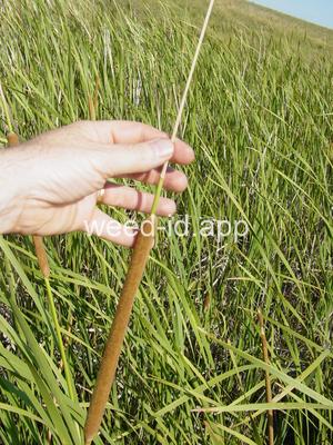 cattail, narrowleaf