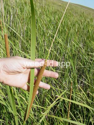 cattail, narrowleaf