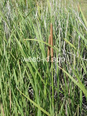 cattail, narrowleaf