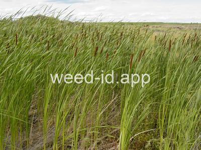 cattail, narrowleaf