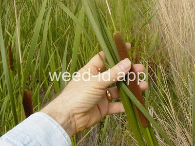 cattail, narrowleaf