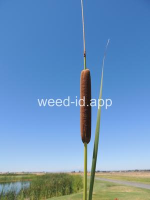 cattail, narrowleaf