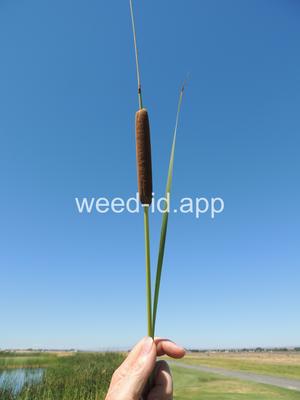cattail, narrowleaf
