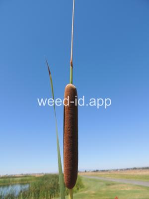 cattail, narrowleaf