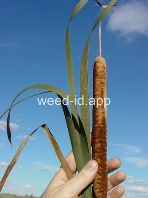 cattail, southern