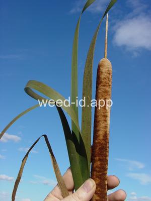 cattail, southern