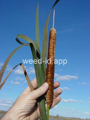 cattail, southern