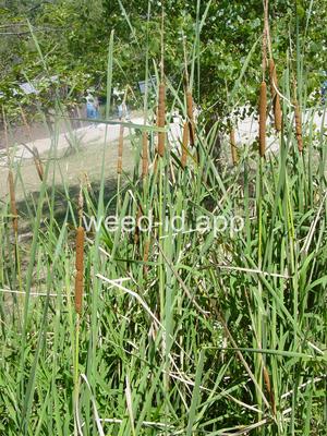 cattail, southern