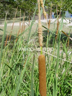 cattail, southern