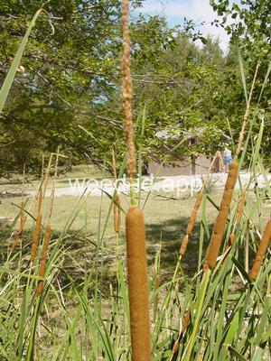 cattail, southern