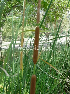 cattail, southern