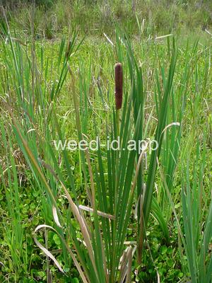 cattail, southern