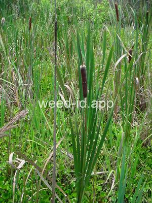 cattail, southern