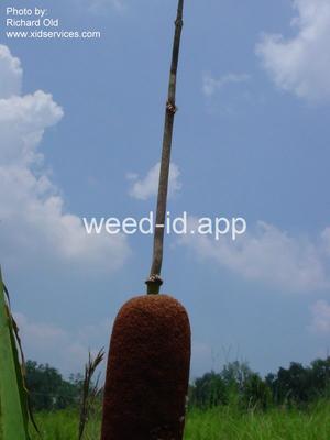cattail, southern
