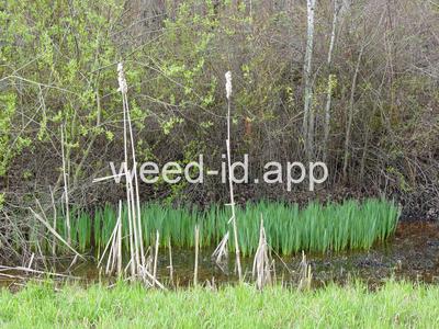 cattail, common