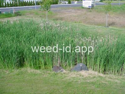 cattail, common
