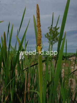 cattail, common
