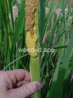 cattail, common