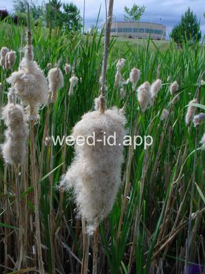 cattail, common