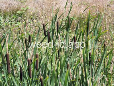 cattail, common