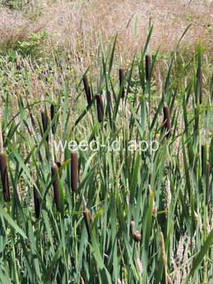 cattail, common
