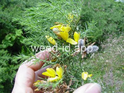 gorse