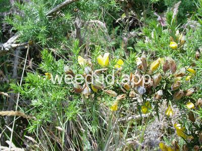 gorse