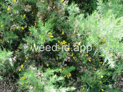 gorse