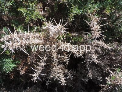 gorse
