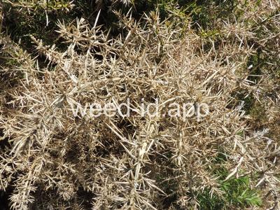gorse