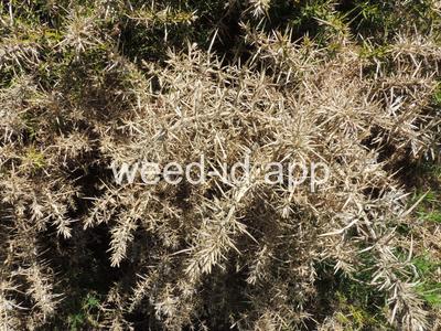 gorse