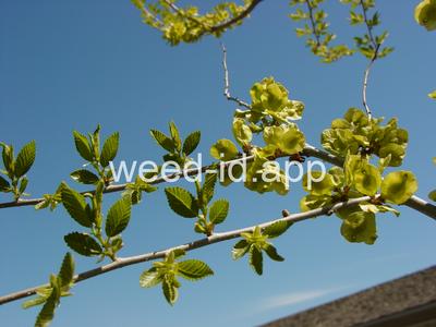 elm, Siberian