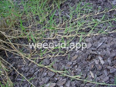 Urochloa mutica