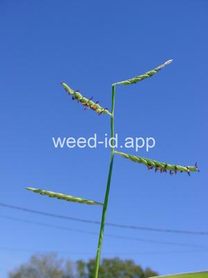 Urochloa subquadripara