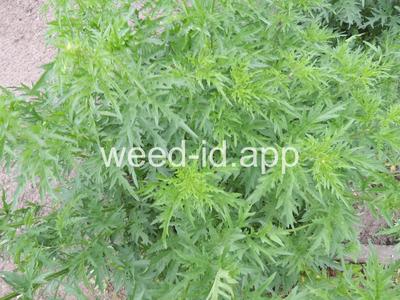 Urtica cannabina