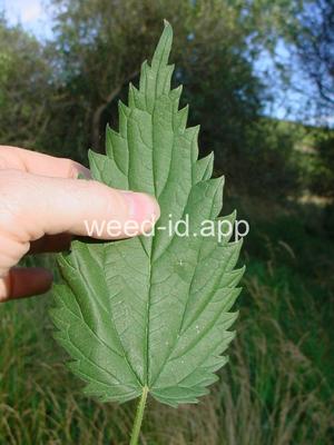 nettle, stinging