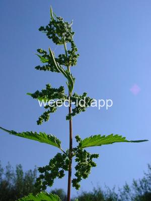 nettle, stinging