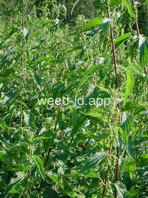 nettle, stinging