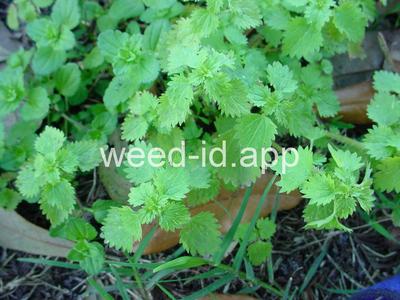 nettle, burning