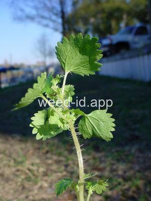 nettle, burning