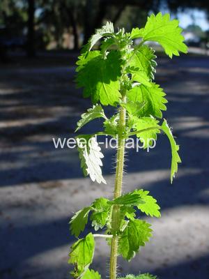 nettle, burning