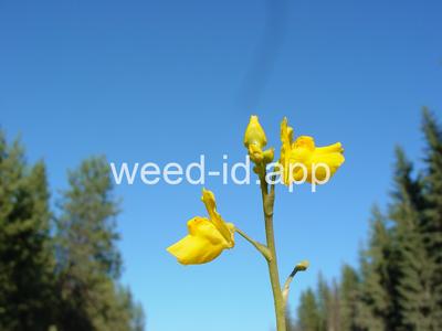 Utricularia macrorhiza