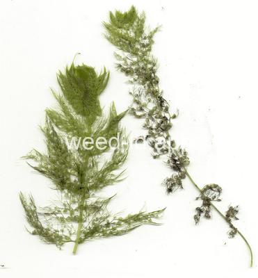 Utricularia vulgaris