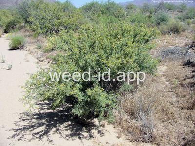 acacia, mescat