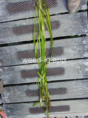 Vallisneria americana